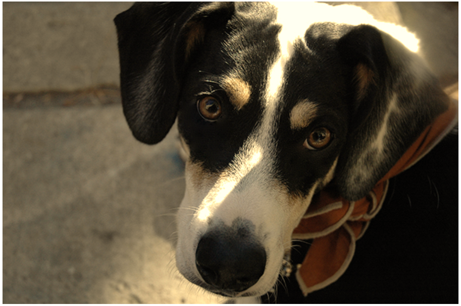 dog1.png